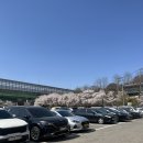 백운호수로 | 의왕 백운호수 벚꽃 현황 4/7 방문 기준 실시간 후기