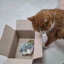 천연비누 | 약산성비누 LIfeCARE 클렌징 세수 어성초 비누 올인원 천연비누 구입후기!