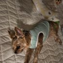 내야내야 똥강아지 이미지