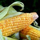 아빠손동물병원 이미지