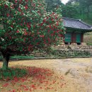 고창 선운산 선운사(禪雲寺) 명승 고찰