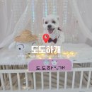 상신하길로 | [도도하개] 화성 향남 강아지 미용, 호텔, 놀이방 다 가능한곳! 말티즈 전체 미용 후기
