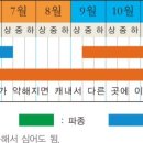 대농그린