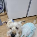 러브독스 이미지