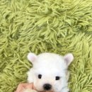 강아지분양 고양이분양 포근퍼피 | 명지강아지분양, 테일러퍼피 신뢰가 갔던 이유