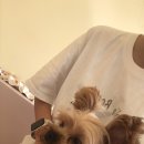 개귀여워 이미지