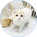 아담스펫 강아지분양 고양이분양 일산점 이미지