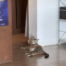카페냥