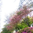 산본로 (양방향) 이미지