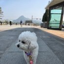 [엄마랑 산책] 명동 산책 계획대로 된거 없는 날