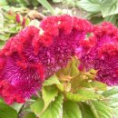 맨드라미 화단 이미지