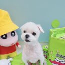 달콤한댕 이미지