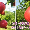 사계절석류