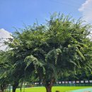 (주)정명글로벌 | 글로벌문화언어체험교육원 민간외교관프로젝트 캠프 1박2일 후기