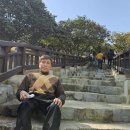 동백양과 이미지