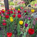 풍경을 담다, 어반스케치 | 부천 무릉도원 튤립축제] 어반스케치 나들이｜도시락 소풍처럼 즐긴 부천수목원