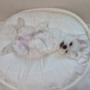 정해조 | 내 러버 강쥐의 여름나기 쿨링방석 무밍 젤리쿠션 후기 더운 여름 반려견 필수템