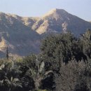 삭개오와뽕나무 이미지