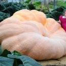 호박스포츠 이미지