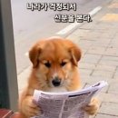 Dog의 한탄 이미지