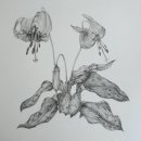 색연필 꽃그림, 보타니컬 아트 이미지