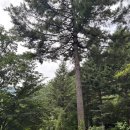 국립유명산자연휴양림 | 국립유명산자연휴양림 야영장 후기