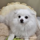 속초삼성동물메디컬센터 이미지