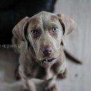 달려라멍멍 네이버블로그
