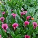 행주농장 이미지