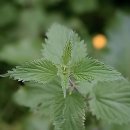 웰빙한의원 | 헉 이 동네에 이런 보물이 있었어? 강북안정한의원 탐방기