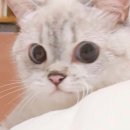 태형 이미지