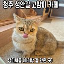 냥이 싸롱 이미지