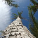 코코넛 나무 이미지