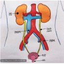 [신체 장기 9988 사용법] 신장(腎臟, kidney) - 수리 불가능한 &#39;몸속 정수기&#39;... 소금·간장·국물을 멀리 하라 이미지