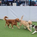 어뮤즈퍼피 이미지