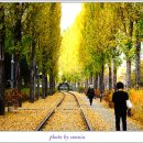 미루나무 이미지