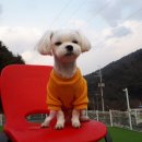 꽁지펜션 이미지