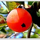 청도감마을 이미지