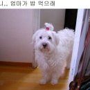 먹자 Daum카페