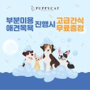 캣 미용실 이미지