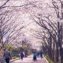 장안1제방 이미지