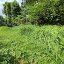 내곡동700 | 대행) 대구 달성군 구지면, 다사읍 / 동구 내곡동, 신무동 / 수성구 만촌동 벌초 짧은 후기. 벌초 가격.