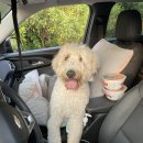 블리빵빵 이미지