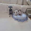 펫마트 강아지 논산점 | 코스트코 펫매트 후기🐾 강아지 거실매트로 최고! [펫노리터 펫롤매트 러그베이지]