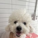 햇살애견미용실 이미지