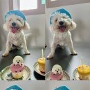 너만멍냥 이미지