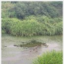수변공원 갈대습지공원 입구 정자 옆 | 강릉 가볼만한 곳:연꽃공원 &#39;경포가시연습지&#39;와 &#39;경포호수&#39; (연꽃 개화시기, 주차장, 가는법)