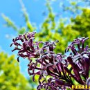 수수꽃다리 이미지