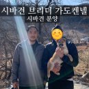 시바견 전문 가도켄넬 | 경북 구미 시바견분양 후기 | 시바견 브리더 가도켄넬 | 씨유어게인 덕구