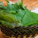 방목흑돼지 이미지